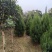 塔柏树圆柏树