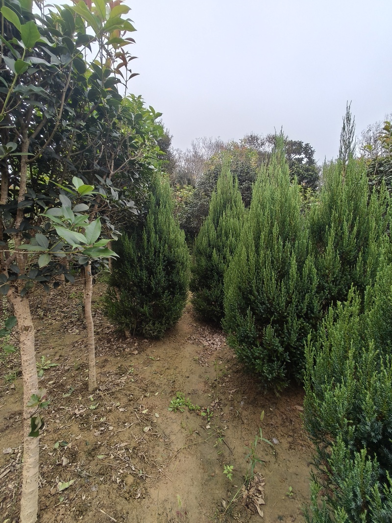 塔柏树圆柏树