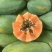 热带水果木瓜
