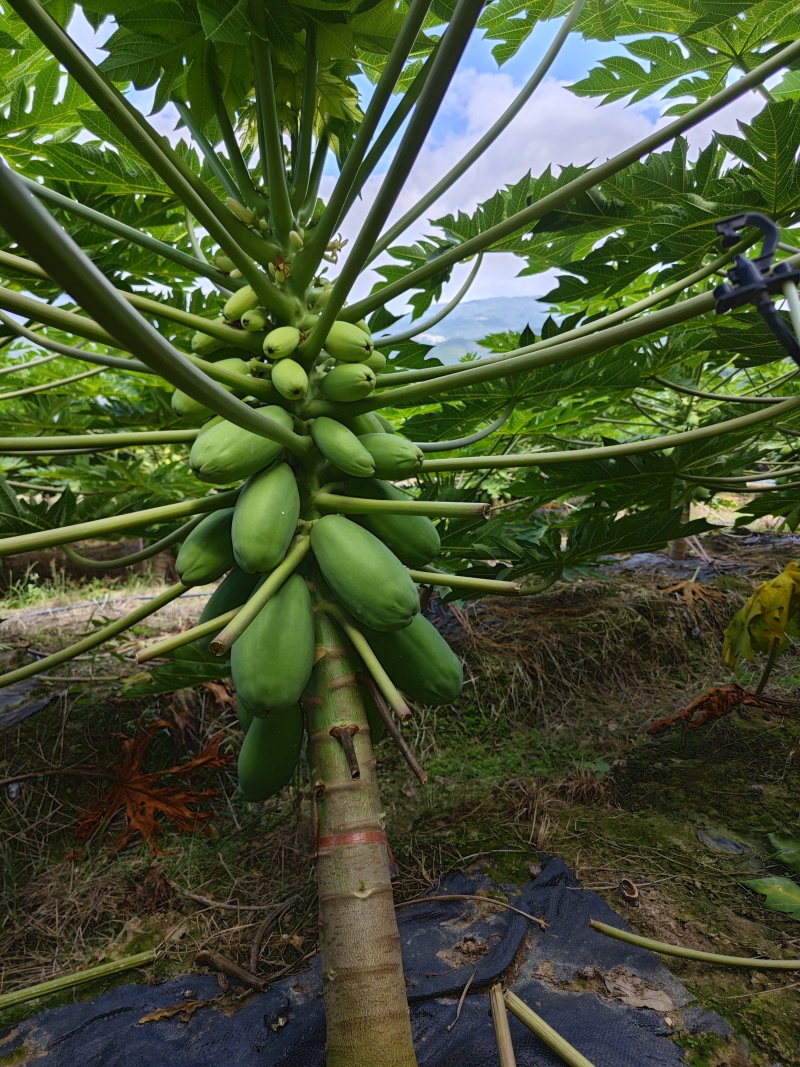 热带水果木瓜