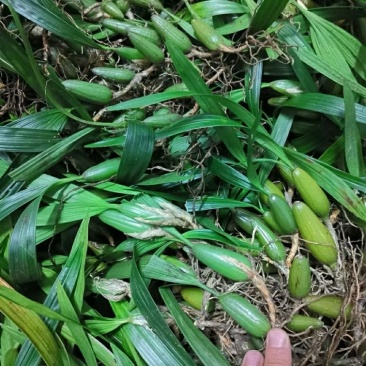 正宗云南石橄榄野生双叶中果石仙桃煲汤炖汤鸡煲档口批发