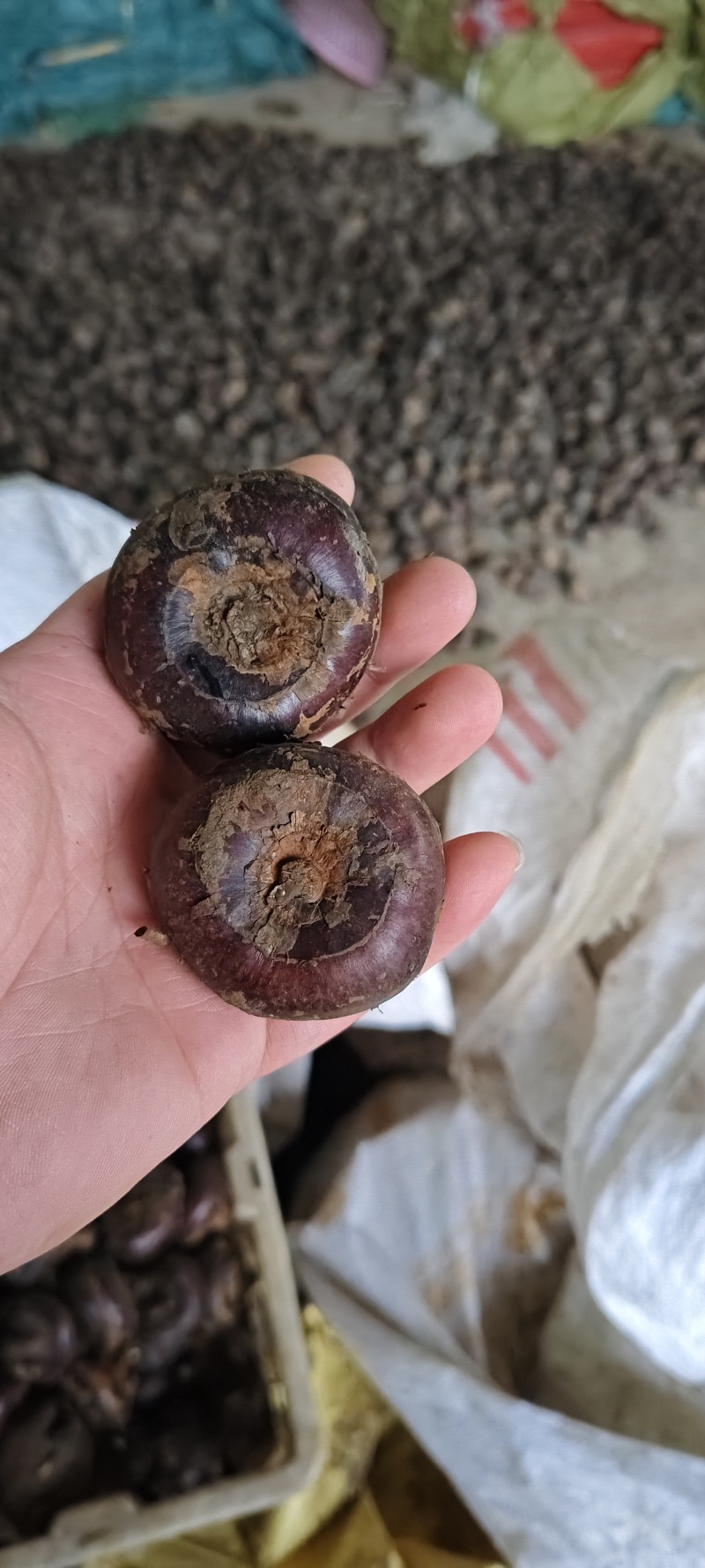 带泥大马蹄