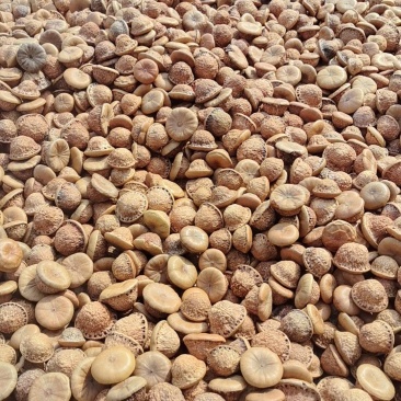 风流果