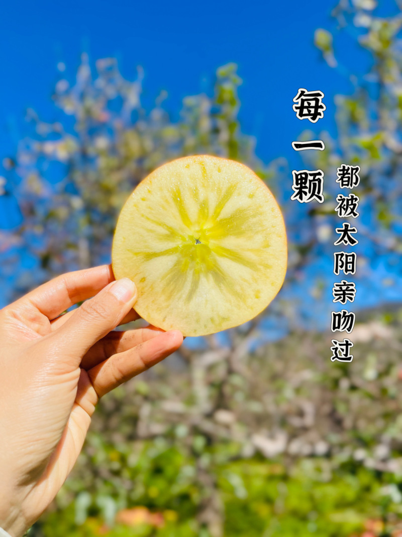 2025季正宗冰糖心丑苹果开始发货高糖心17-20甜度！