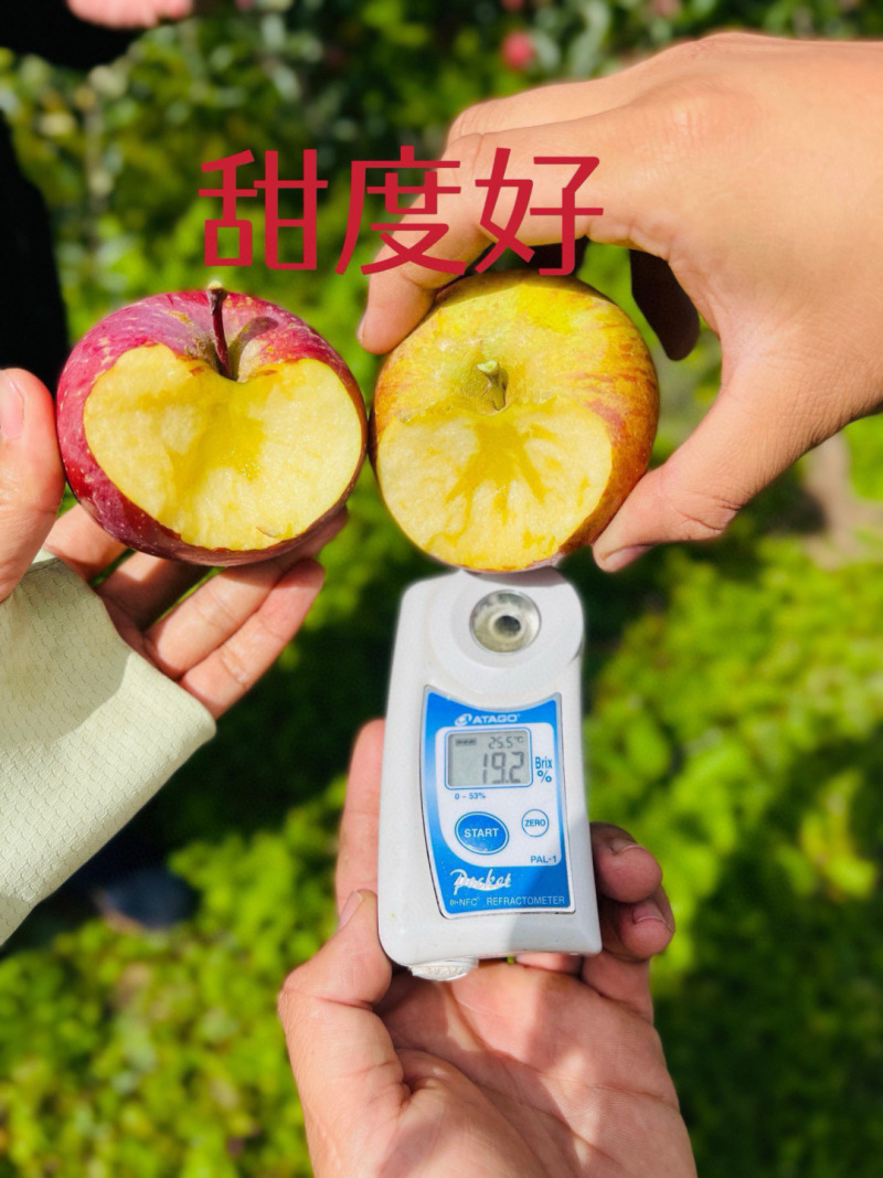 2025季正宗冰糖心丑苹果开始发货高糖心17-20甜度！