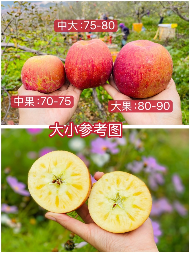 2025季正宗冰糖心丑苹果开始发货高糖心17-20甜度！