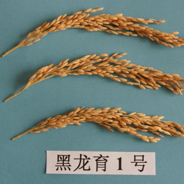 黑龙江大学研发黑龙育一号稻谷