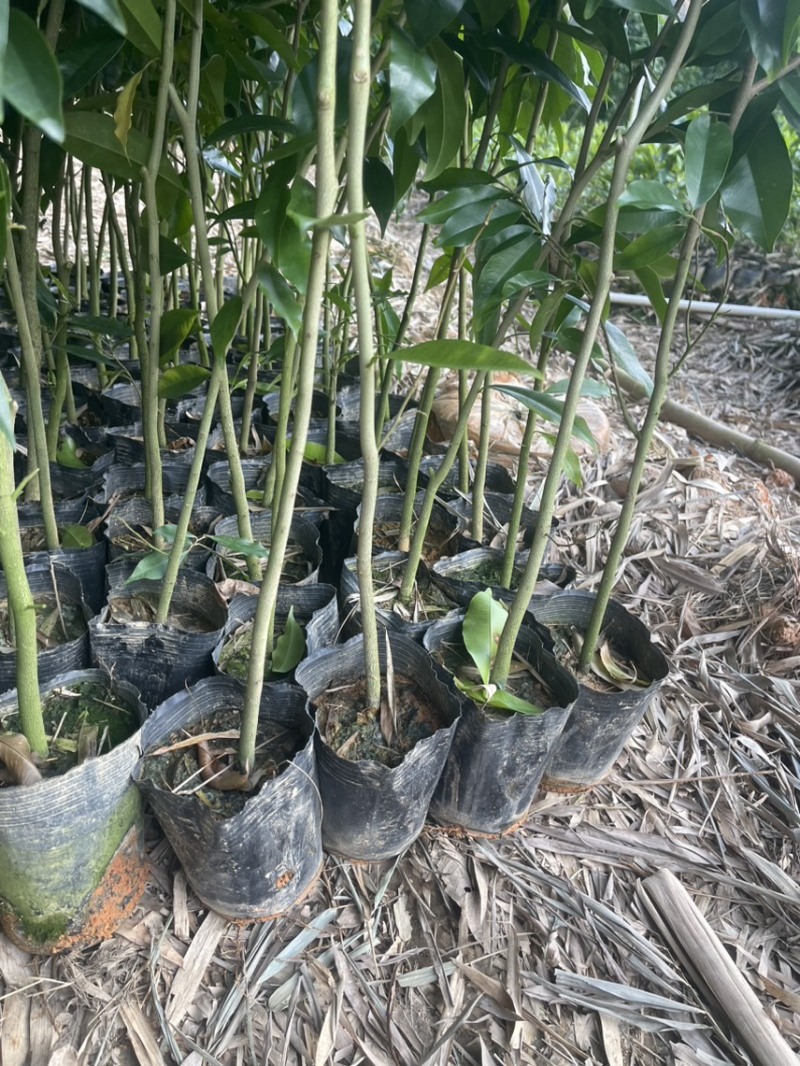 0.8沉香底苗有货