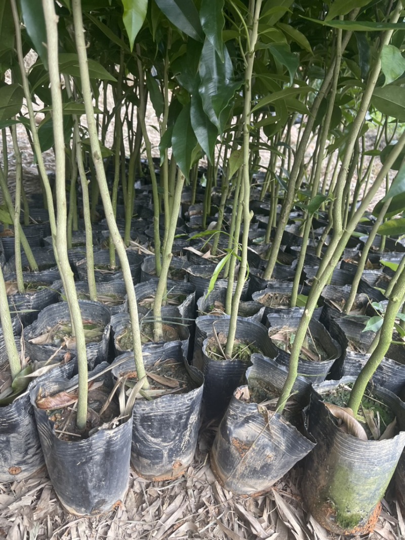 0.8沉香底苗有货