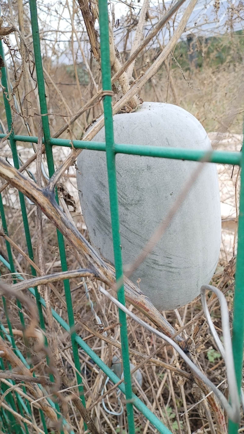 农家自种水果冬瓜