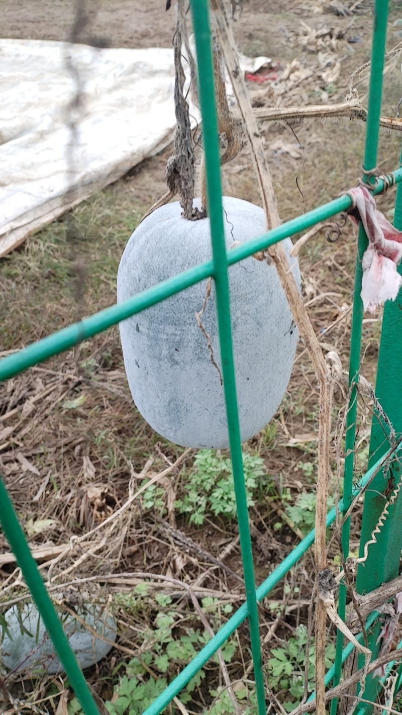 农家自种水果冬瓜