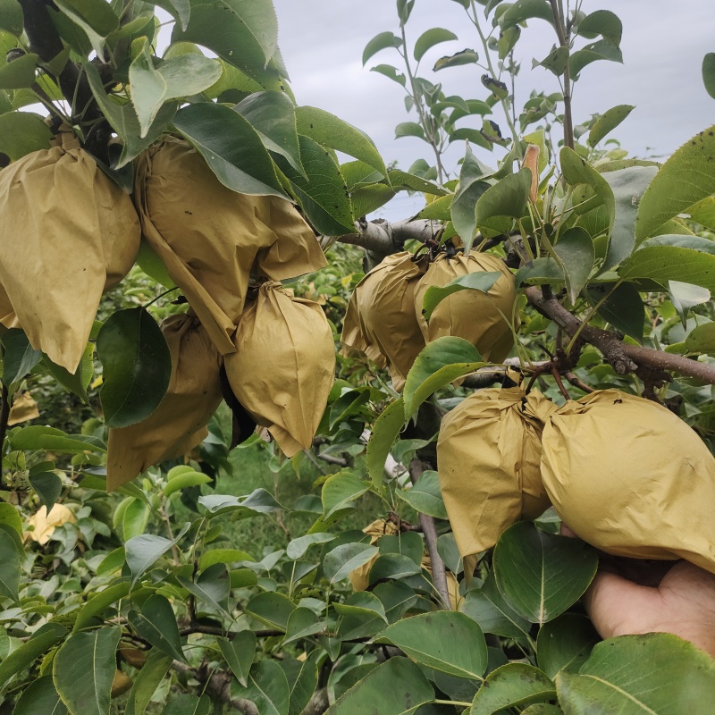 河南省方城县没上过化肥，没抹过药野生状态绿色品质晚秋黄梨