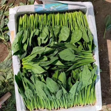 全能菠菜