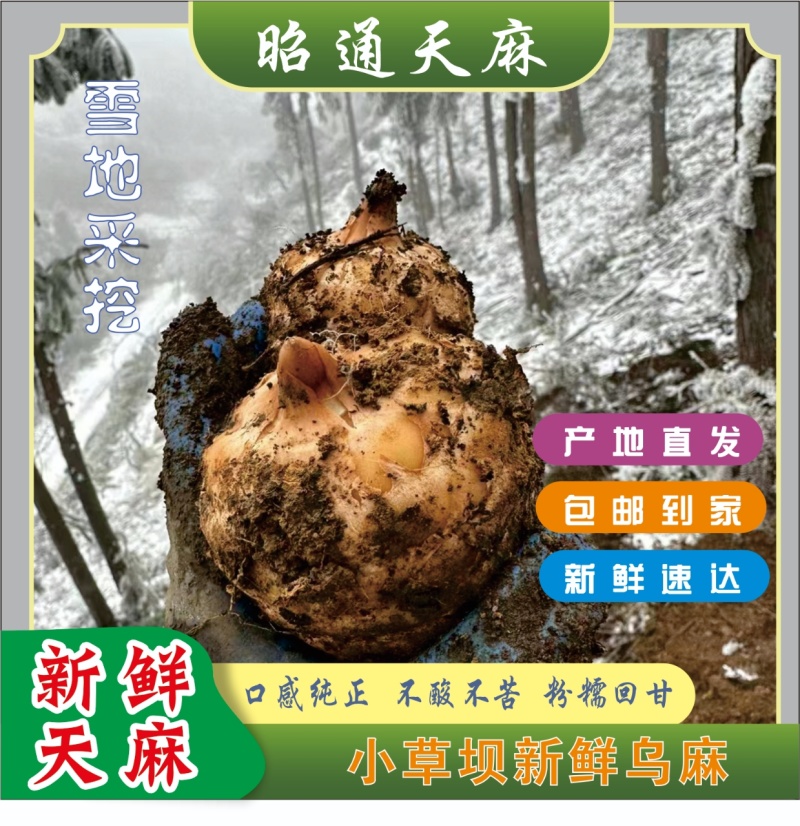 小草坝天麻高山防野生种植雪地现挖现发粉粉的贵点千值万值