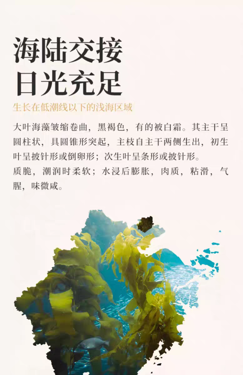 包邮）优质中药材海藻大叶海藻海藻大蒿子海根菜