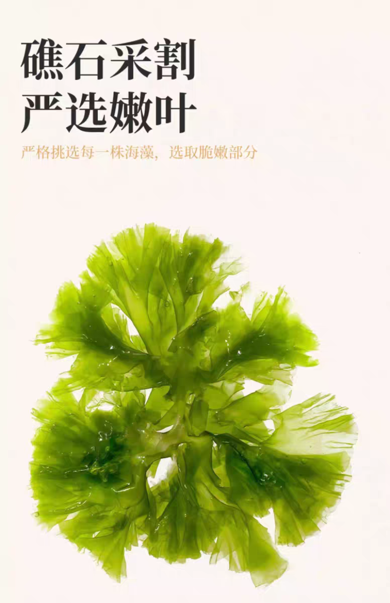 包邮）优质中药材海藻大叶海藻海藻大蒿子海根菜