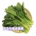 河北石家庄菠菜
