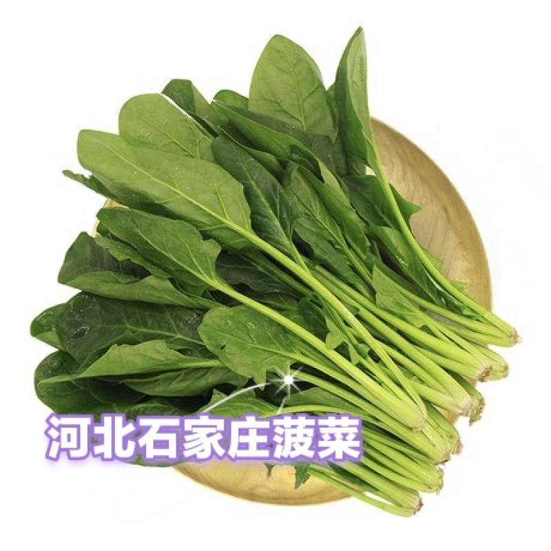 河北石家庄菠菜