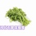 大棚种植精品茼蒿
