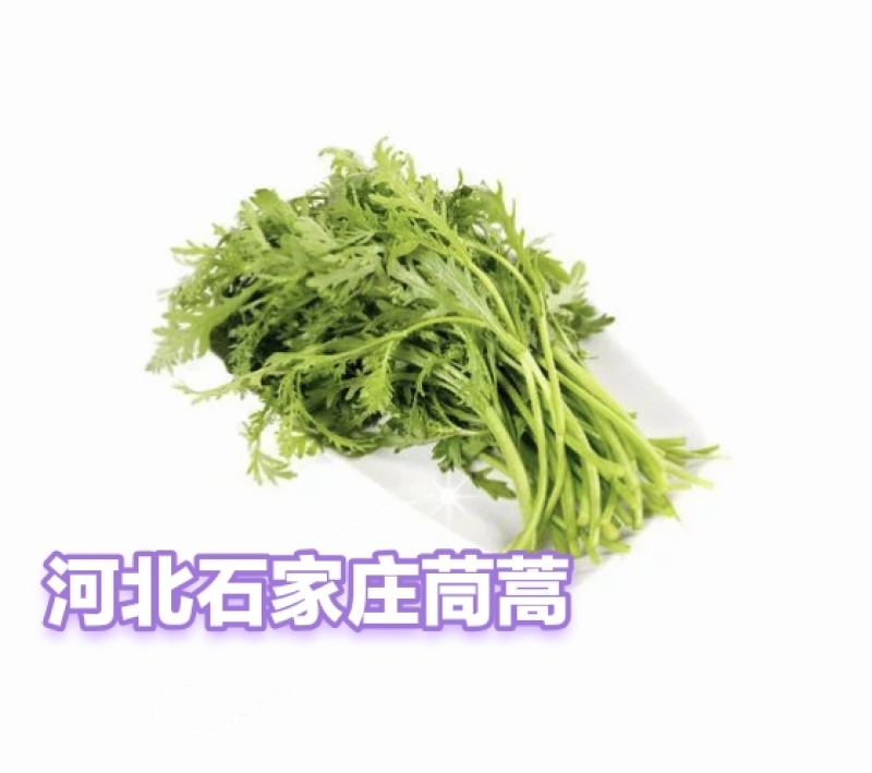 大棚种植精品茼蒿