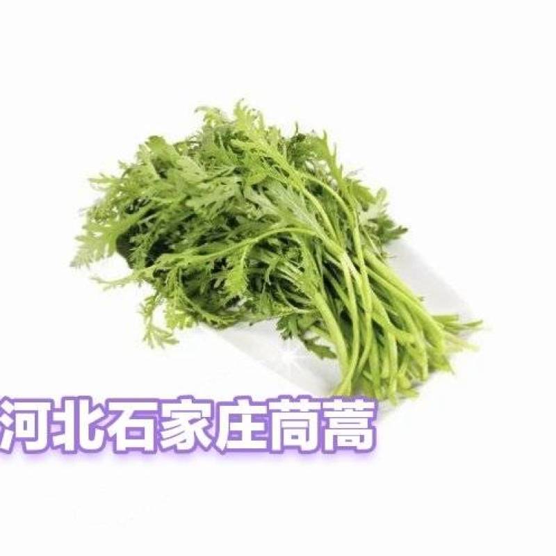 大棚种植精品茼蒿