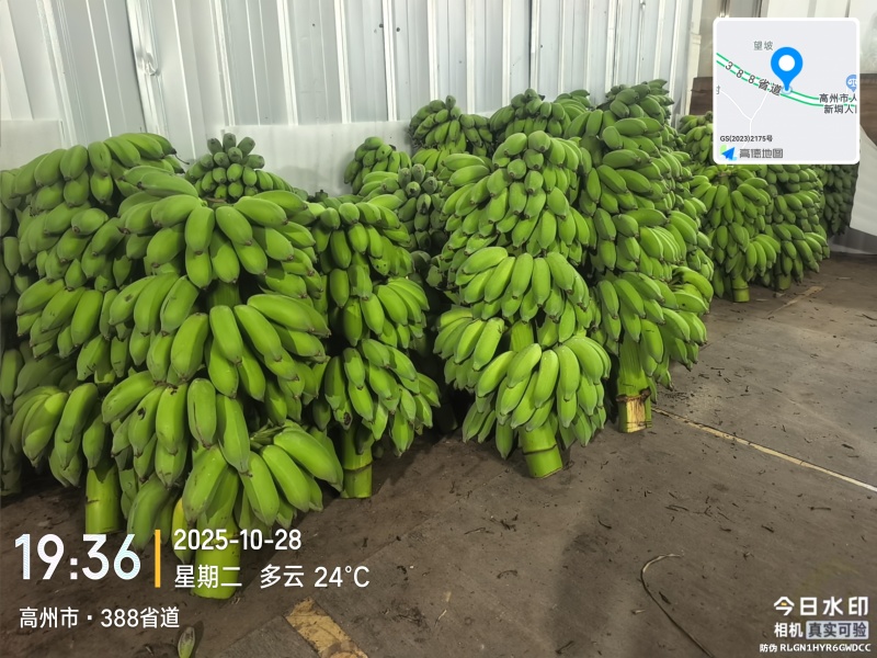 高州粉蕉，香蕉产地直供，专业代收购，代发货！