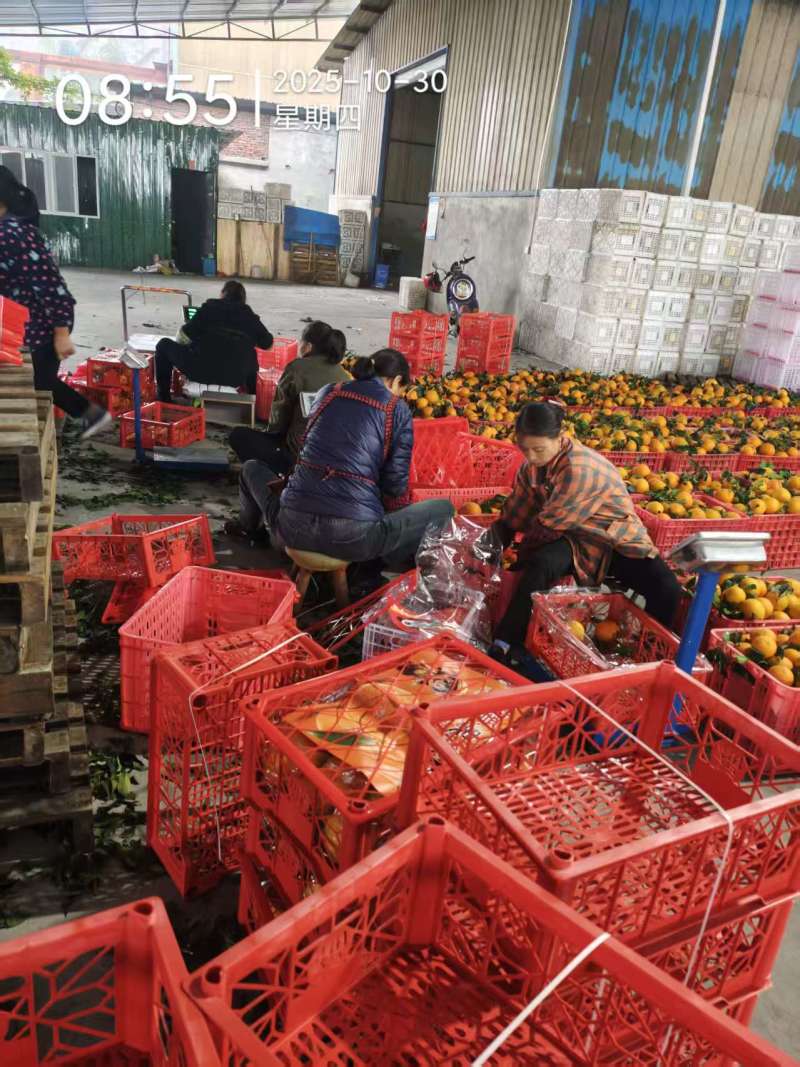 爱媛果冻橙打包现场，大量有货价格优惠产地直发