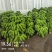 高州粉蕉，香蕉产地直供，专业代收购，代发货！