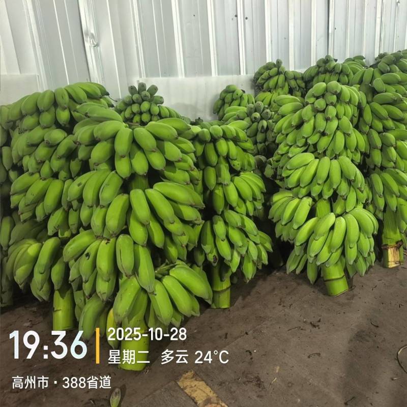 高州粉蕉，香蕉产地直供，专业代收购，代发货！