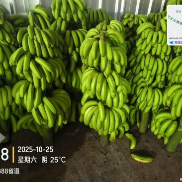 高州粉蕉，香蕉产地直供，专业代收购，代发货！