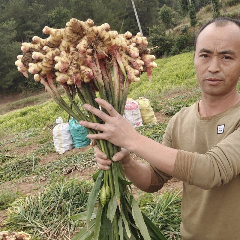 贵州大二黄生姜山地青苗库存大量出货便宜卖了，电话联系