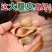 包邮）大腹皮500克中药材槟榔皮干新货大腹毛茯毛槟榔壳
