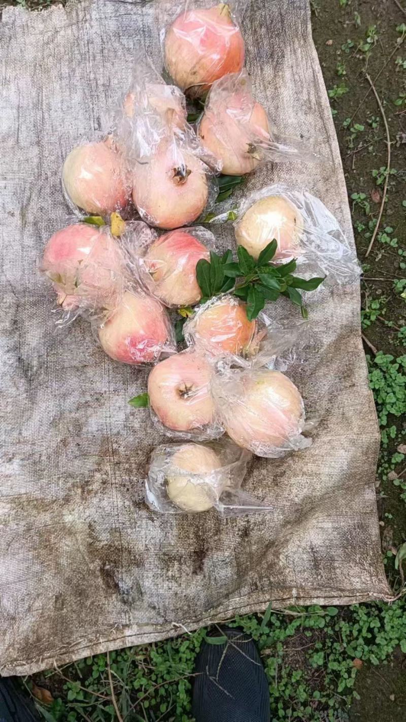 陕西西安临潼甜石榴