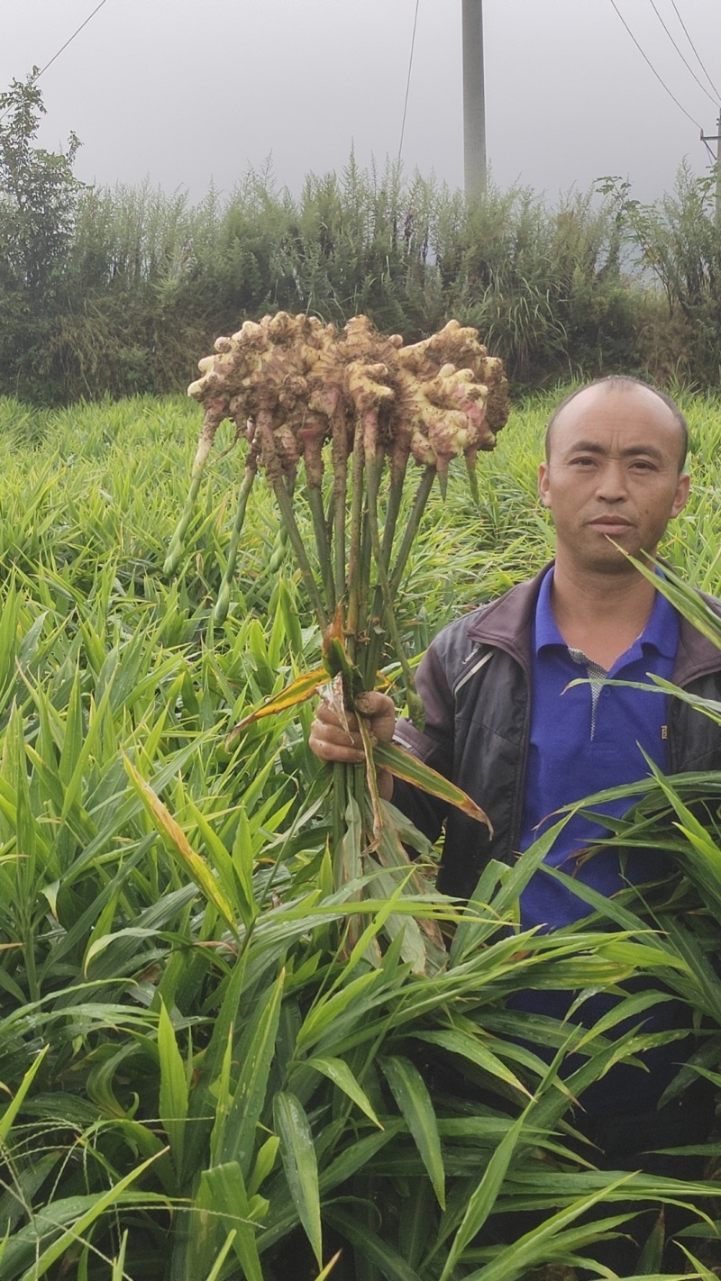 贵州大二黄生姜山地青苗库存大量出货便宜卖了，电话联系