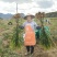 贵州大二黄生姜山地青苗库存大量出货便宜卖了，电话联系