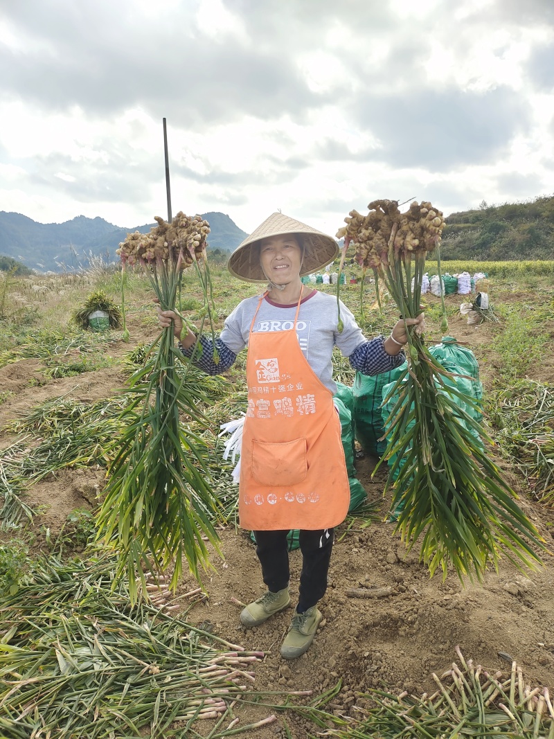 贵州大二黄生姜山地青苗库存大量出货便宜卖了，电话联系