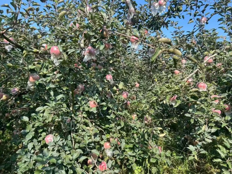 又红又甜红富士苹果产地一手货源批发（做苹果我们是专业的）