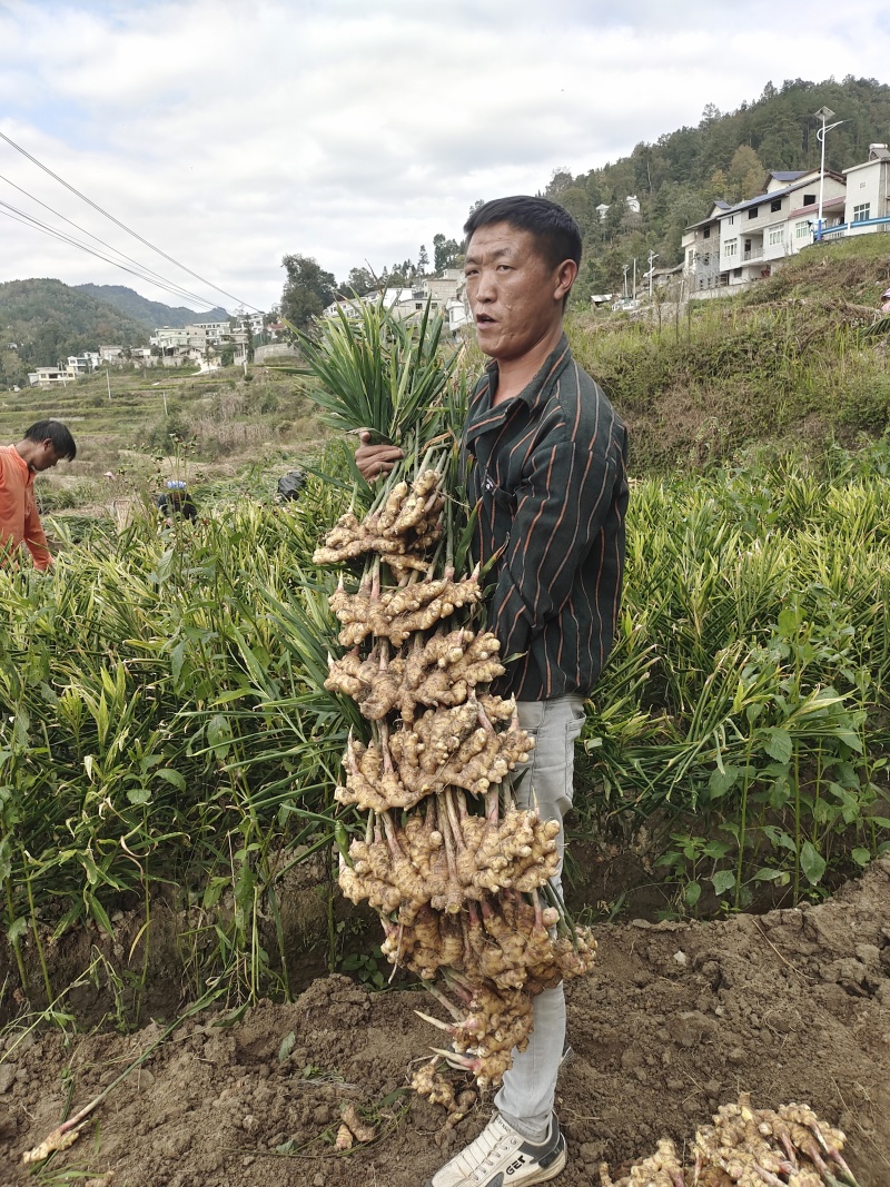贵州大二黄生姜山地青苗库存大量出货便宜卖了，电话联系
