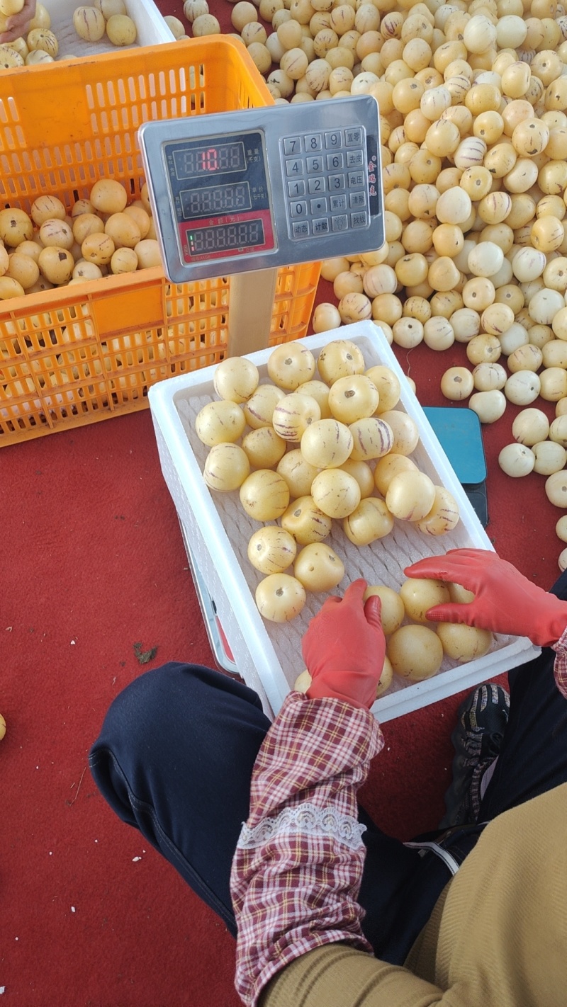 精品人生果，量大从优