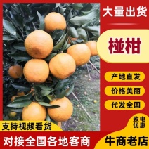（牛）四川内江碰柑大量上市整车发货，欢迎电联，预售期