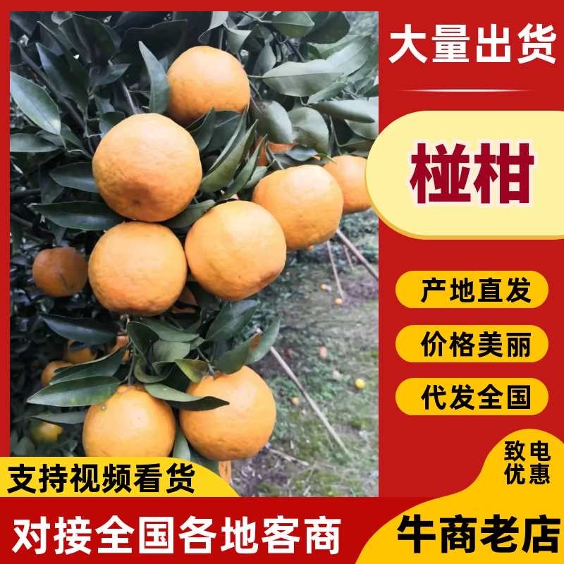 （牛）四川内江碰柑大量上市整车发货，欢迎电联，预售期