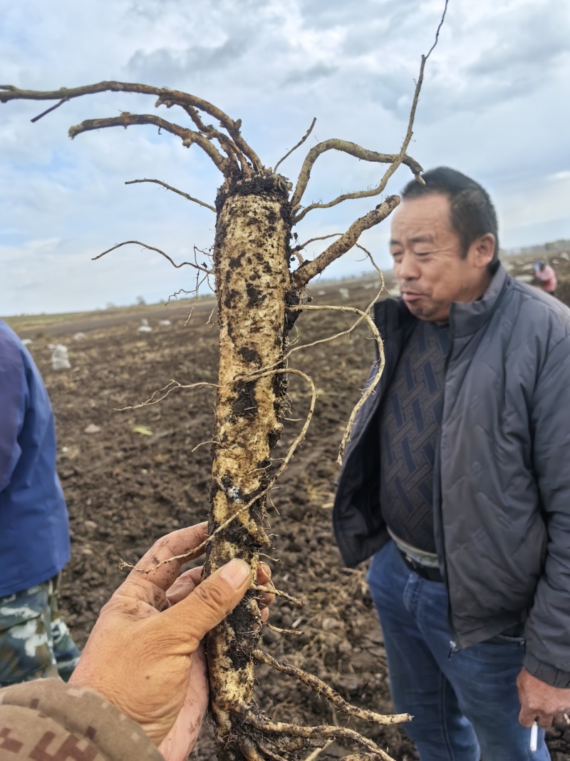 党参产地直发货源充足品质优含量足欢迎药材商联系