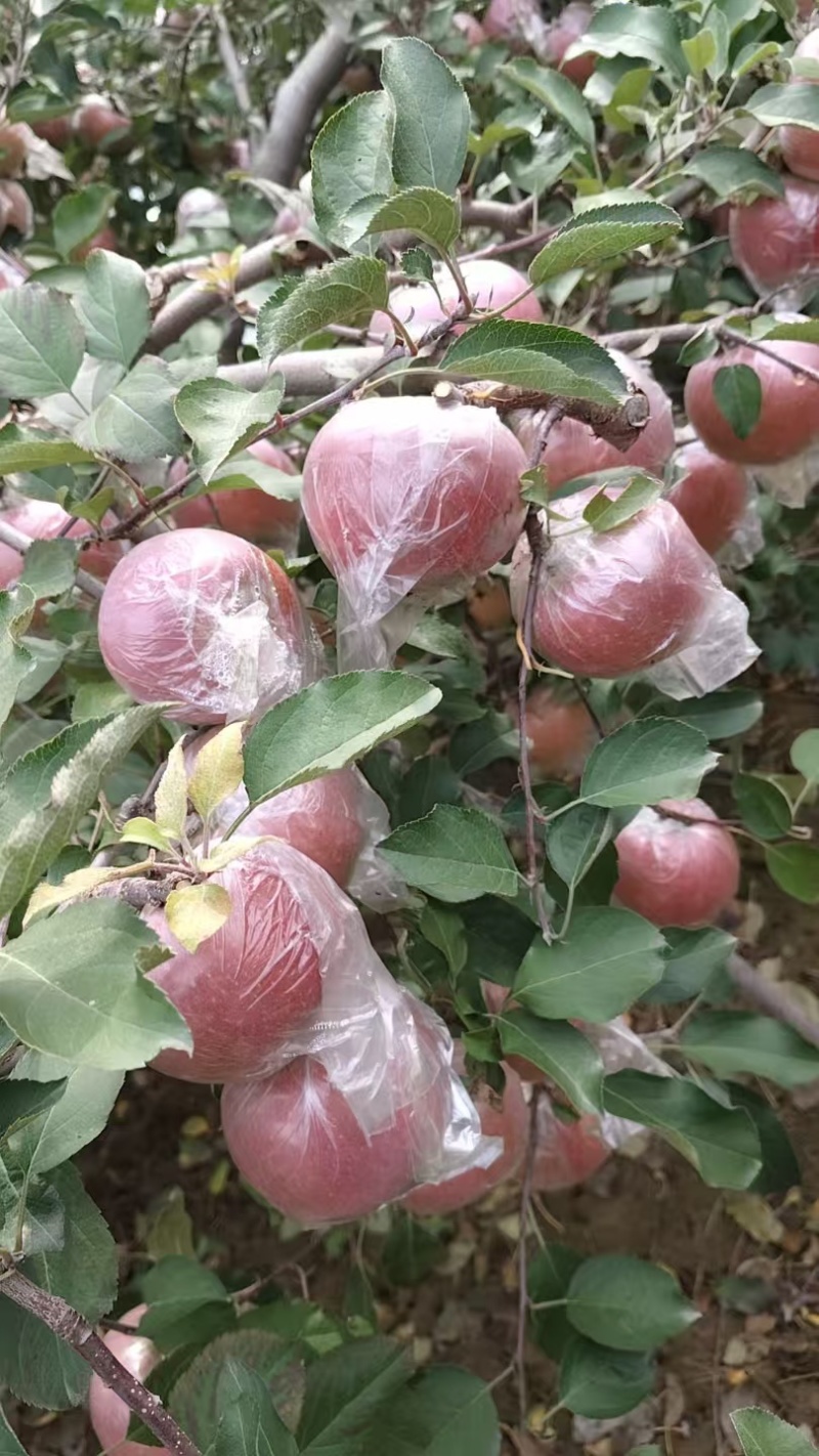 中牟县/糖心红富士苹果大量上市大量批发，脆甜多汁