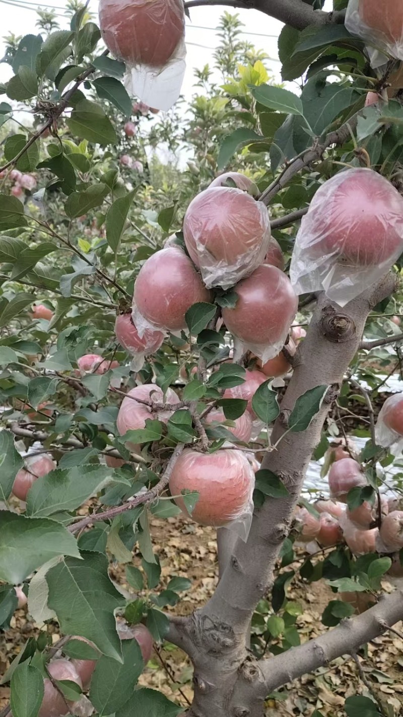 中牟县/糖心红富士苹果大量上市大量批发，脆甜多汁