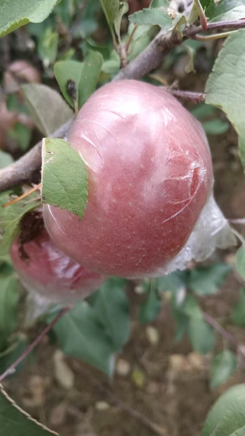 中牟县/糖心红富士苹果大量上市大量批发，脆甜多汁