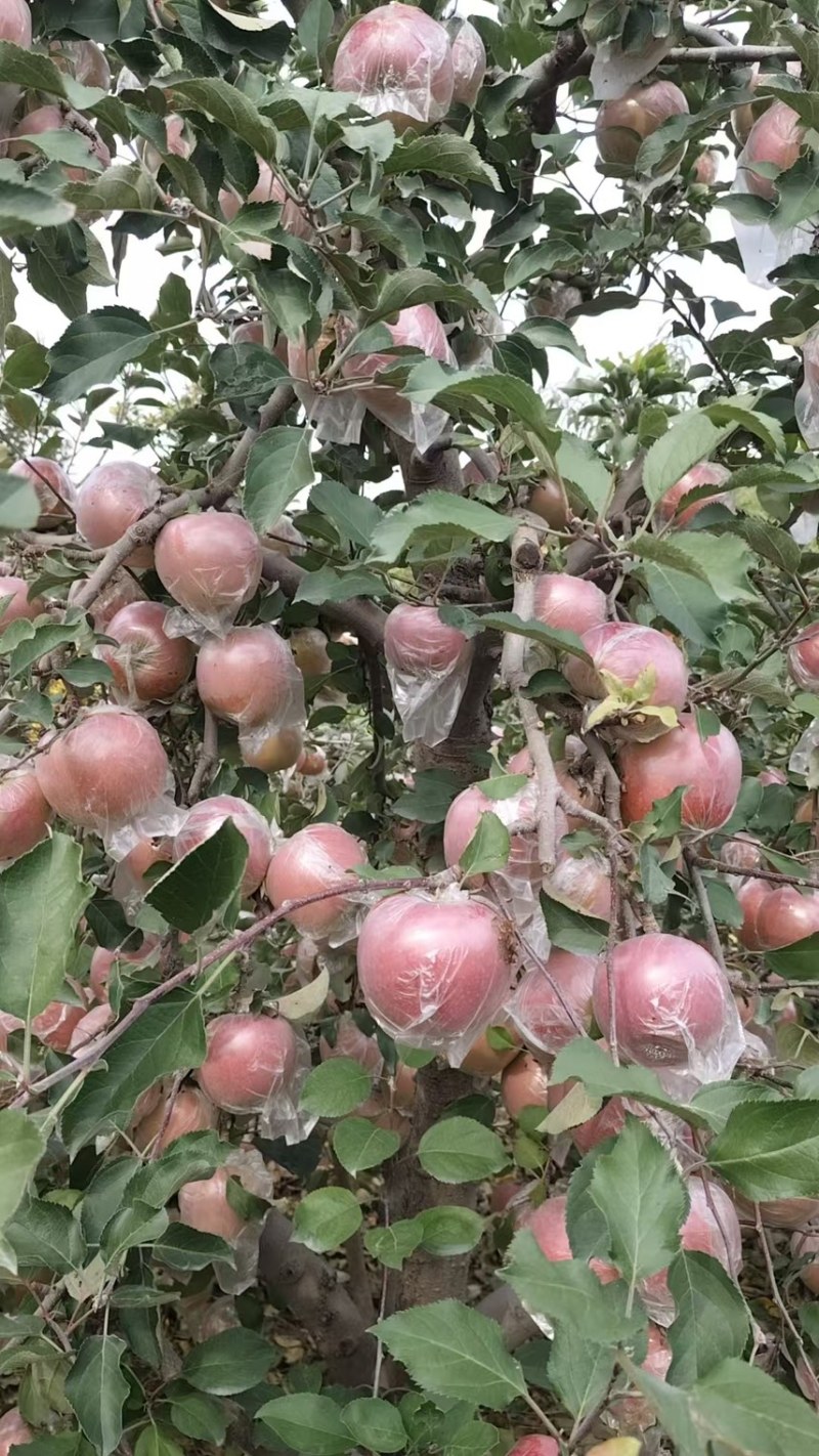 中牟县/糖心红富士苹果大量上市大量批发，脆甜多汁