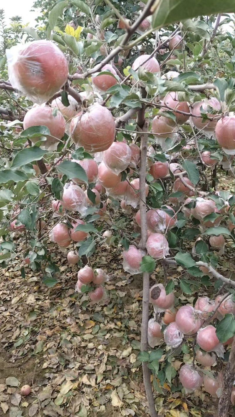 中牟县/糖心红富士苹果大量上市大量批发，脆甜多汁