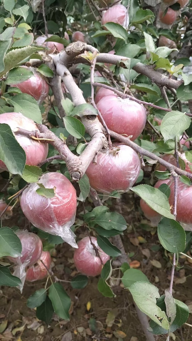 中牟县/糖心红富士苹果大量上市大量批发，脆甜多汁