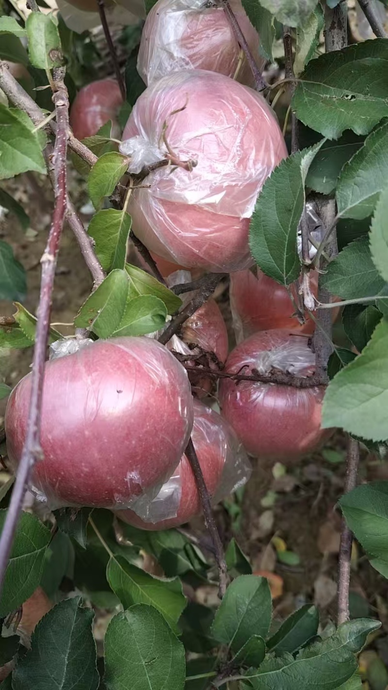 中牟县/糖心红富士苹果大量上市大量批发，脆甜多汁