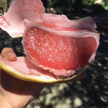 四川绵阳蜜柚三红柚红心黄心白心柚大量出货